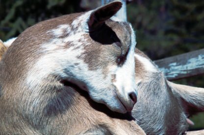 Photography by Carole Louvezy : Fullness - Sleeping Little Goat