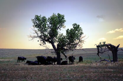 Photography by Carole Louvezy : The Tree and the Cow Herd