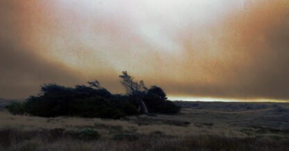 Photograpy by Carole Louvezy : The Raven Tree - Bodega Bay