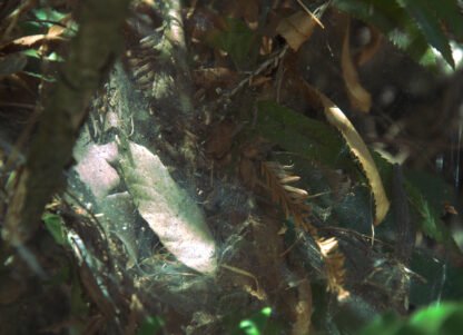 Photography by Carole Louvezy : The leaf under the spider's web