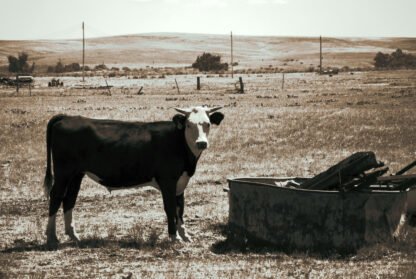 Photography by Carole Louvezy : Black and white cow